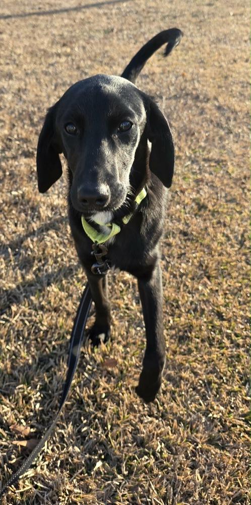 Zamore Greyhart — thumbnail 3