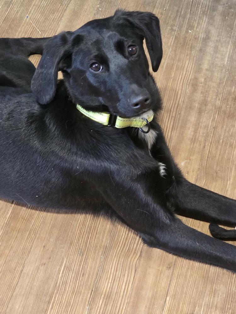 Zamore Greyhart — thumbnail 4