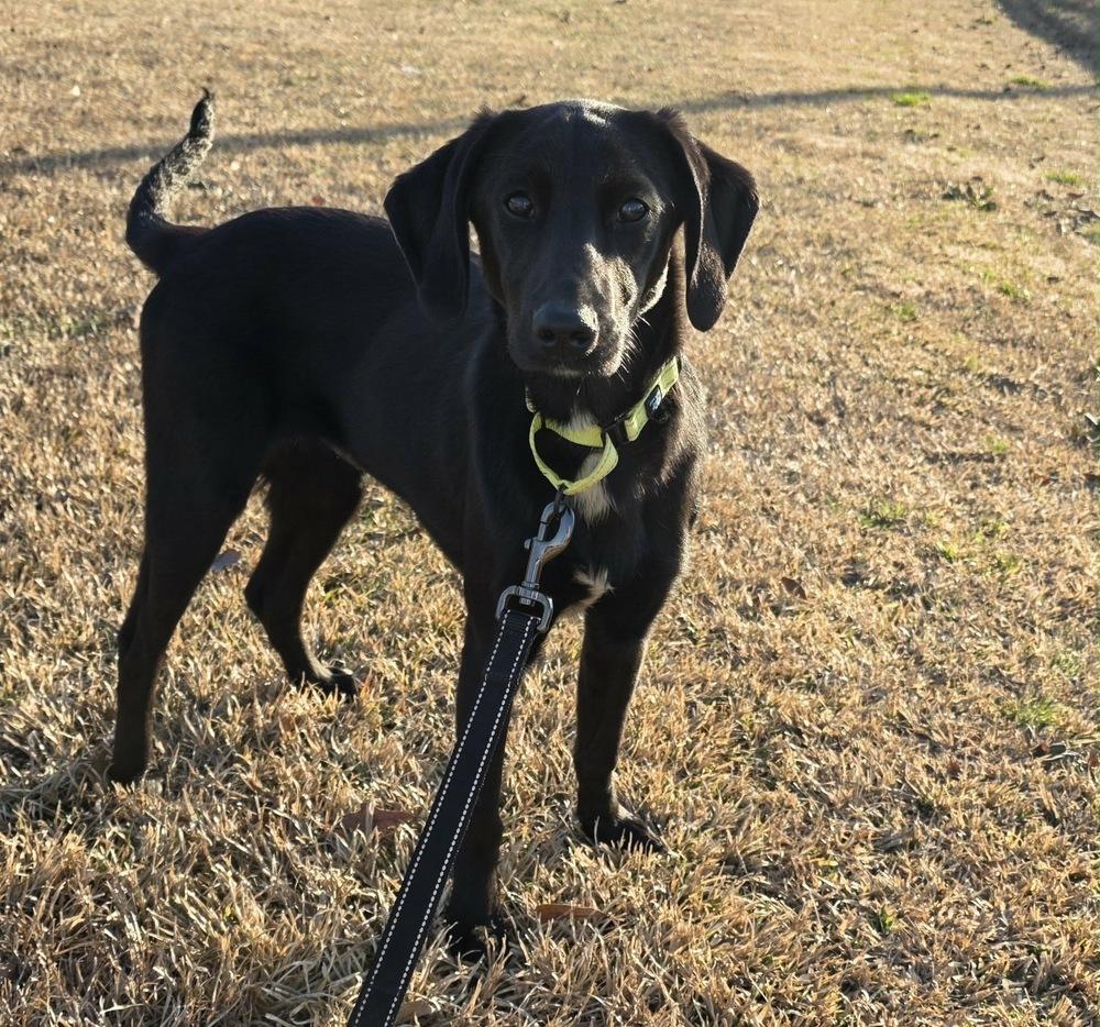 Zamore Greyhart — thumbnail 5