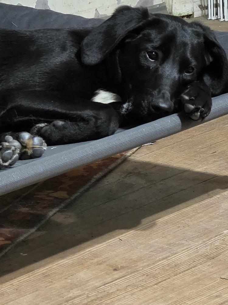 Zamore Greyhart — thumbnail 6