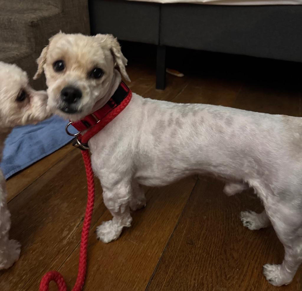 Enlarge Scottie, a Adoptable mixed breed in Pomona, NY image 1/6