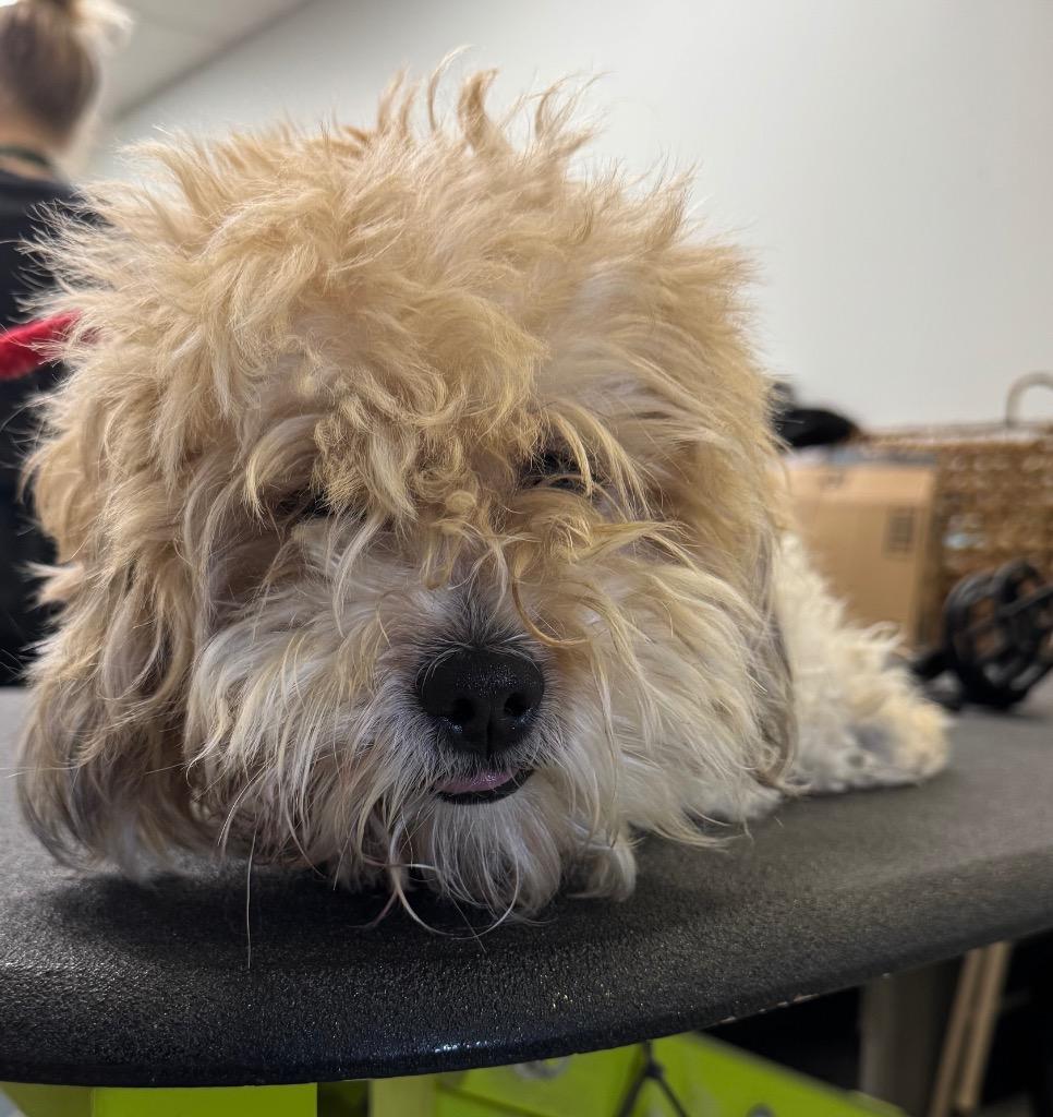 Enlarge Scottie, a Adoptable mixed breed in Pomona, NY image 2/6