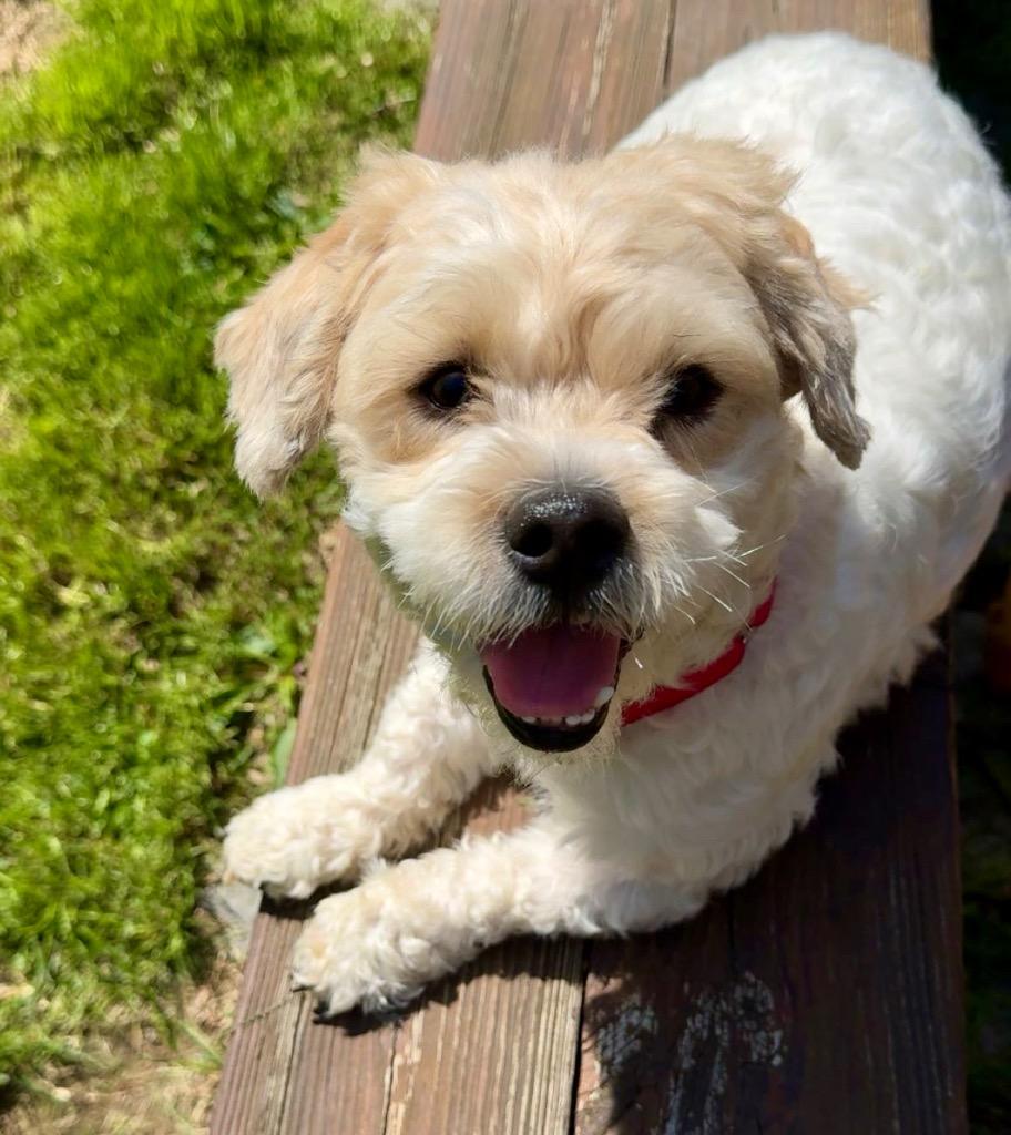 Enlarge Scottie, a Adoptable mixed breed in Pomona, NY image 4/6