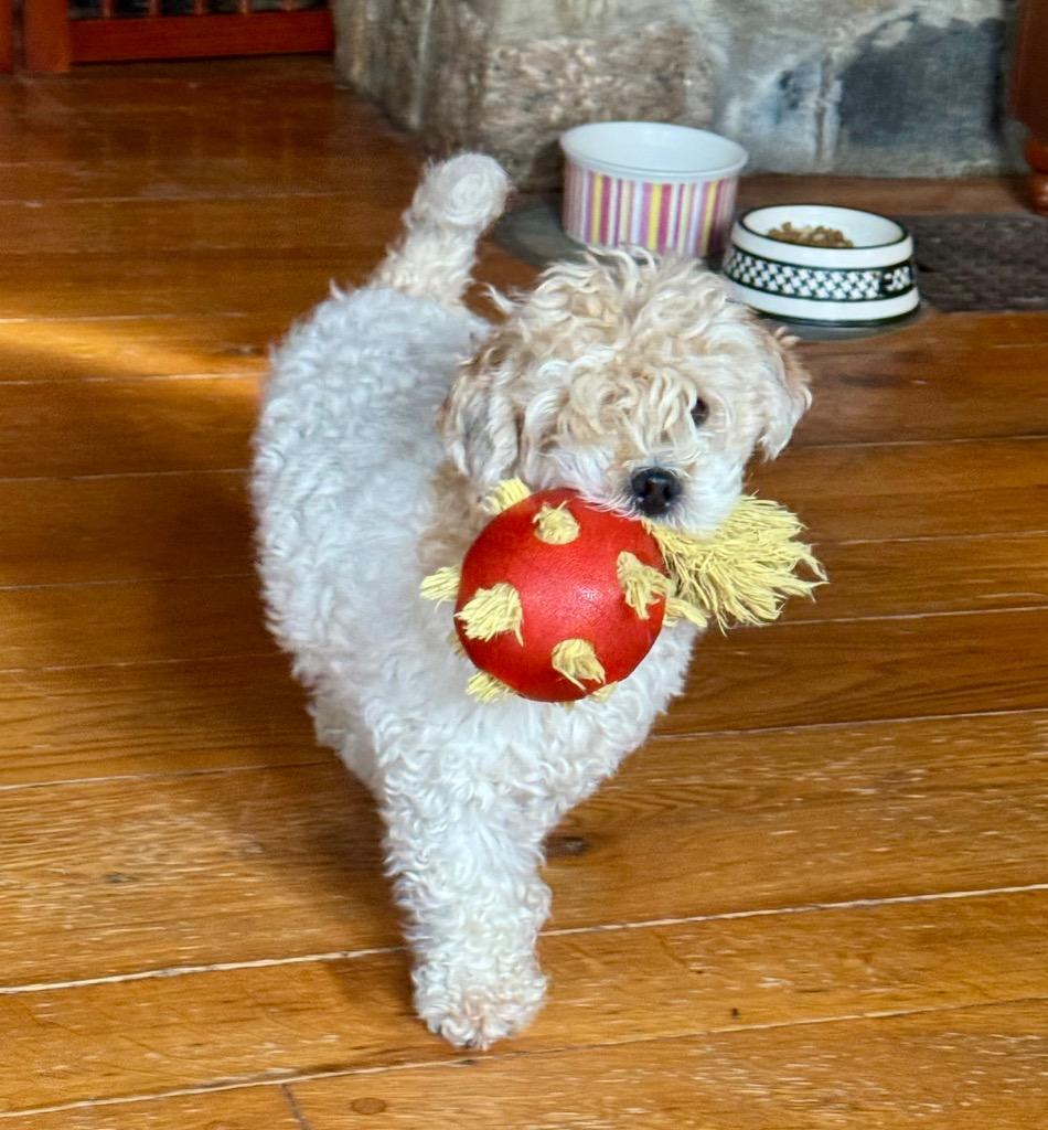 Enlarge Scottie, a Adoptable mixed breed in Pomona, NY image 5/6