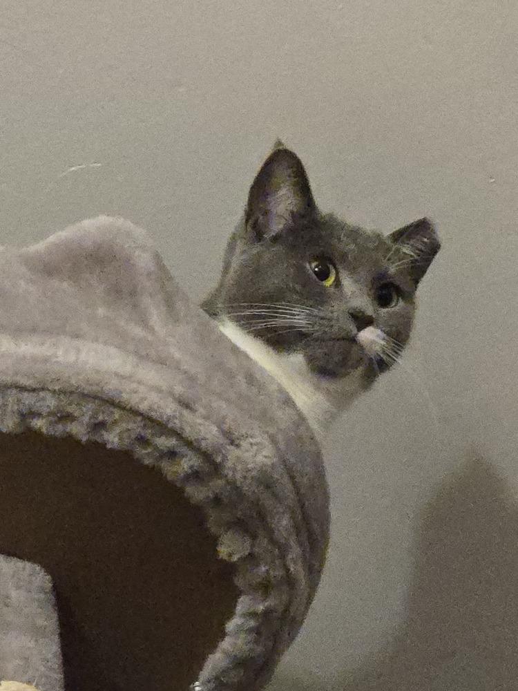 Enlarge Amelia, a Adoptable American Shorthair in Skippack, PA image 1/5