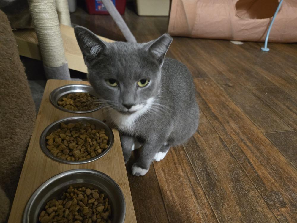 Enlarge Amelia, a Adoptable American Shorthair in Skippack, PA image 2/5