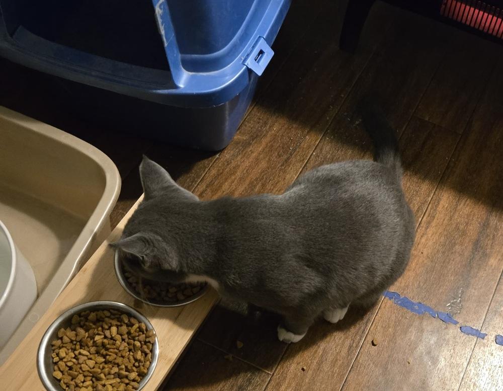 Enlarge Amelia, a Adoptable American Shorthair in Skippack, PA image 3/5