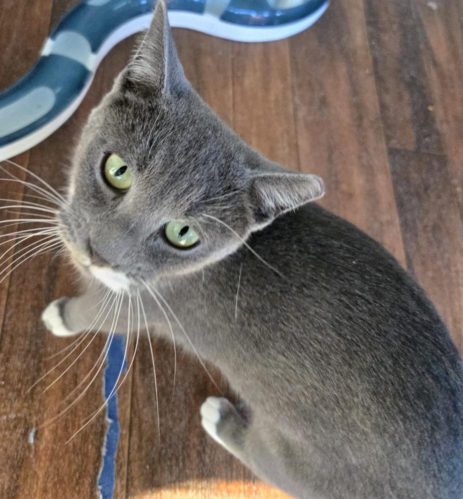 Enlarge Amelia, a Adoptable American Shorthair in Skippack, PA image 4/5