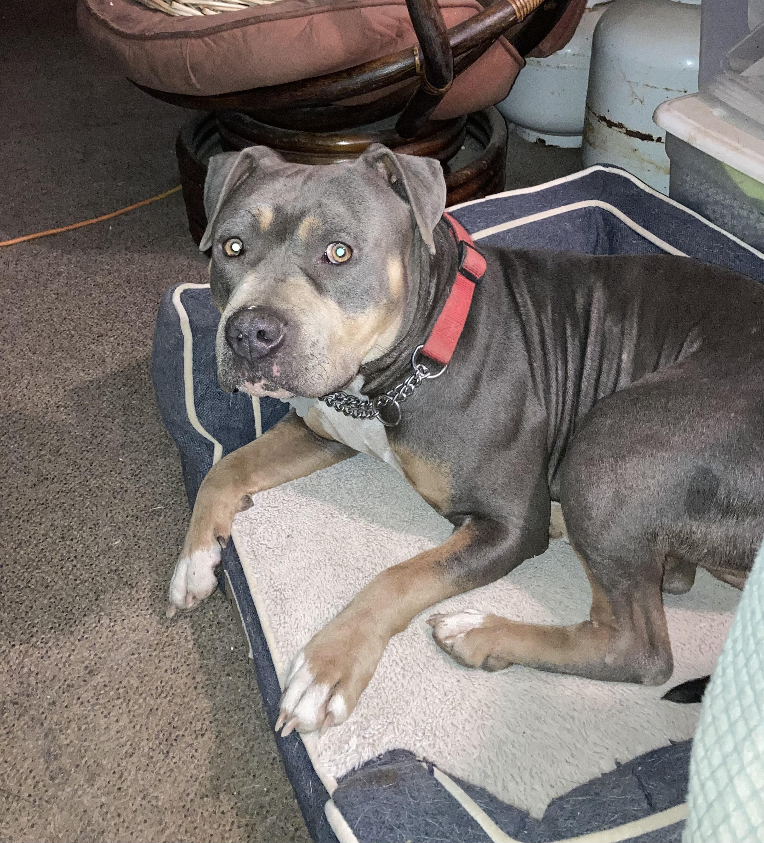 Enlarge ELMO, a ADOPTABLE American Staffordshire Terrier in Pittsburg, CA image 1/2
