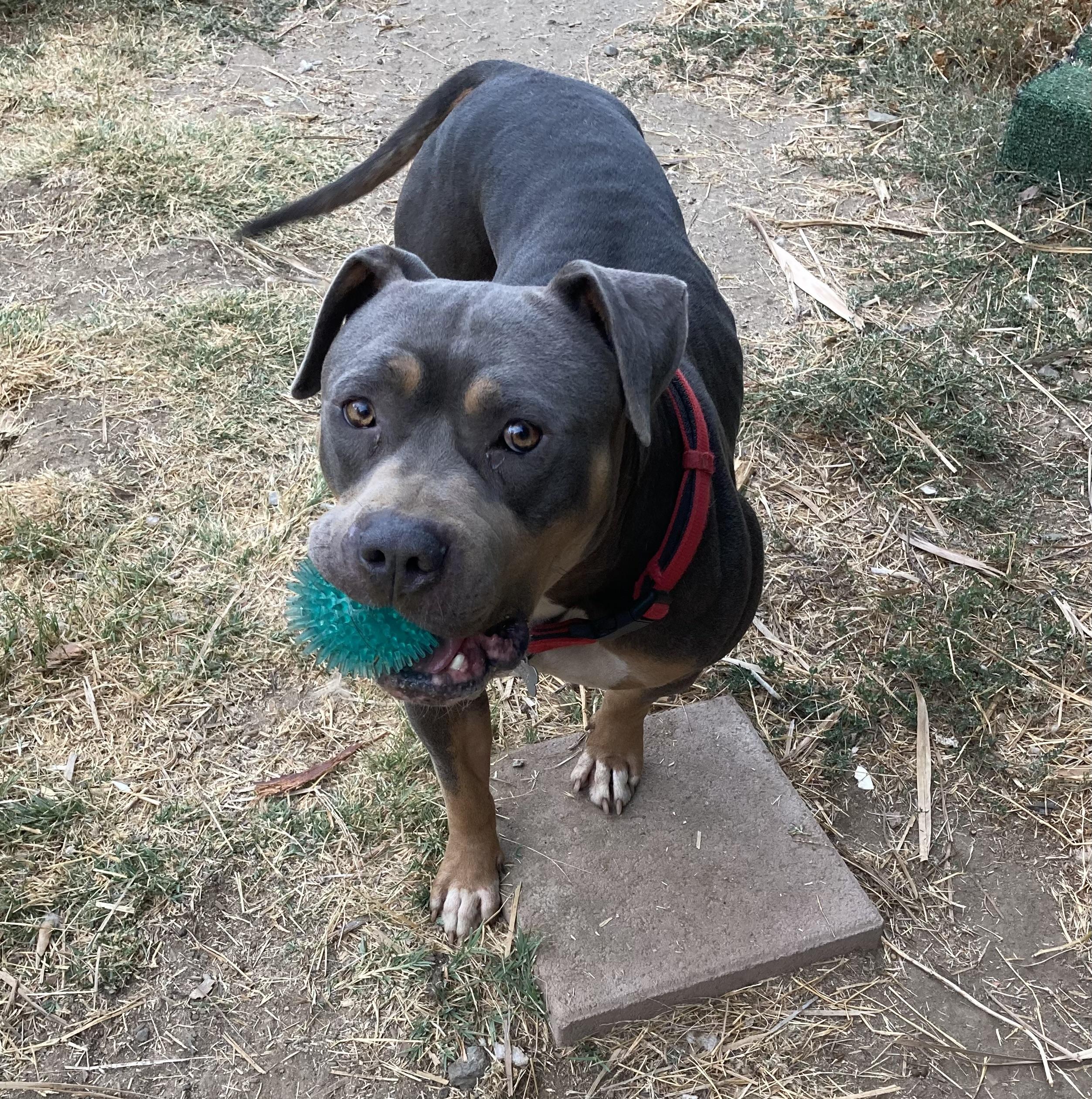 Enlarge ELMO, a ADOPTABLE American Staffordshire Terrier in Pittsburg, CA image 2/2