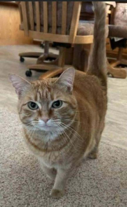 Missy, ADOPTABLE, Adult Female Domestic Short Hair.