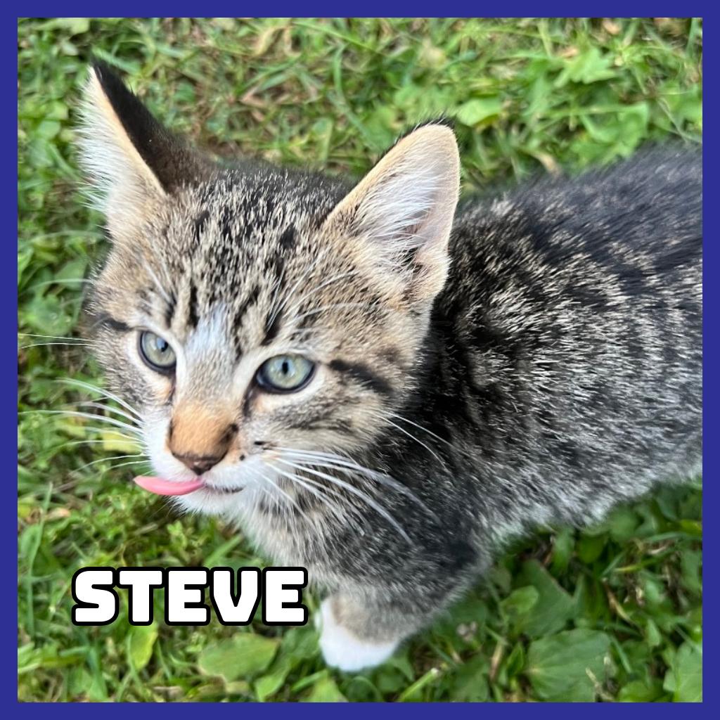 Enlarge Steve, a Adoptable Domestic Short Hair in Glenwood, MN image 2/6