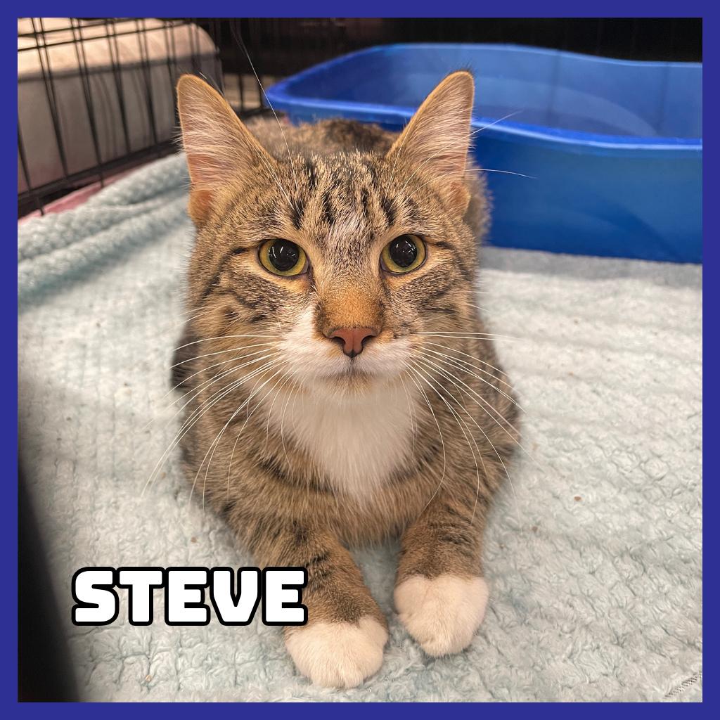 Enlarge Steve, a Adoptable Domestic Short Hair in Glenwood, MN image 5/6