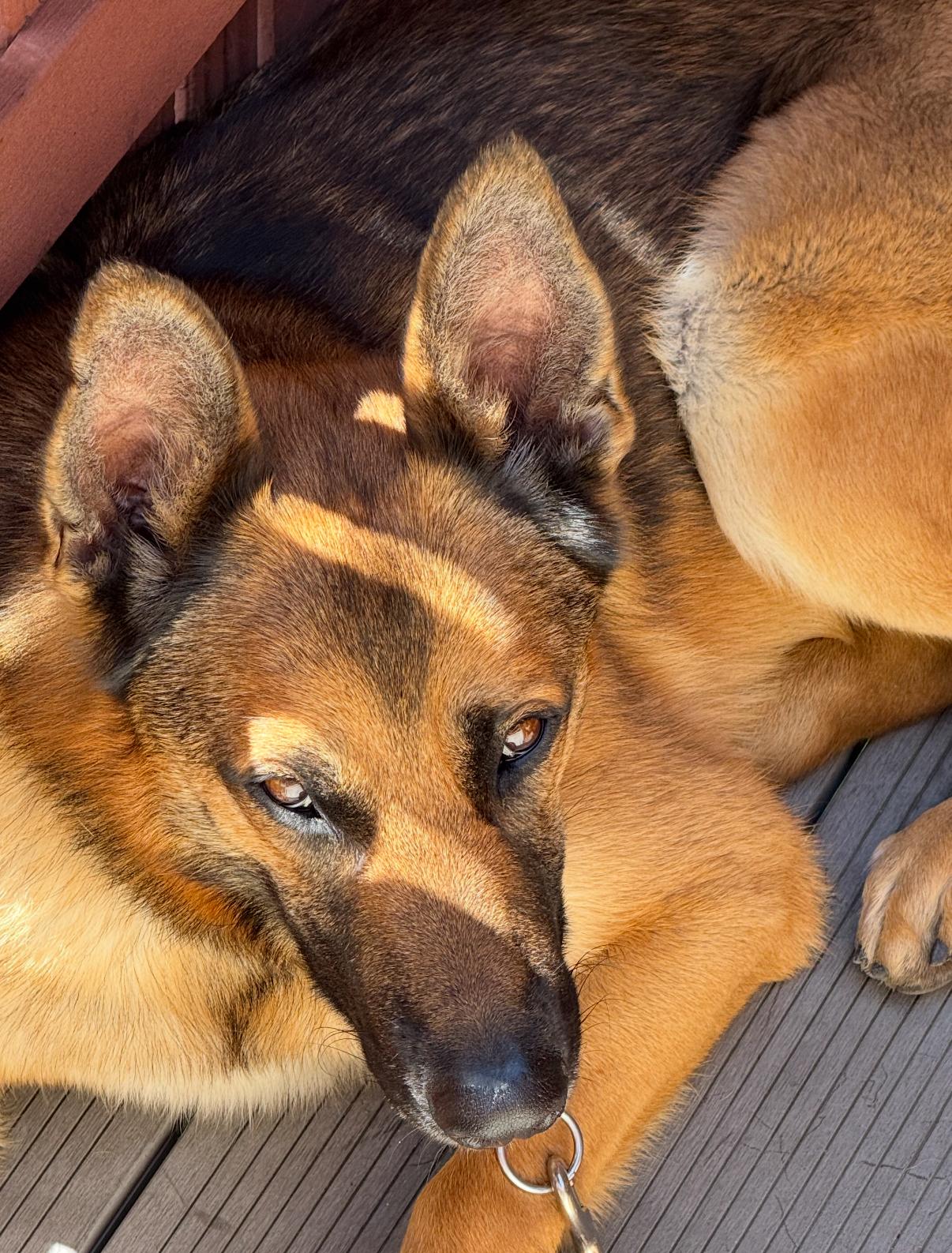 Enlarge Bear, a Adoptable Belgian Shepherd / Malinois in Tarzana, CA image 3/4