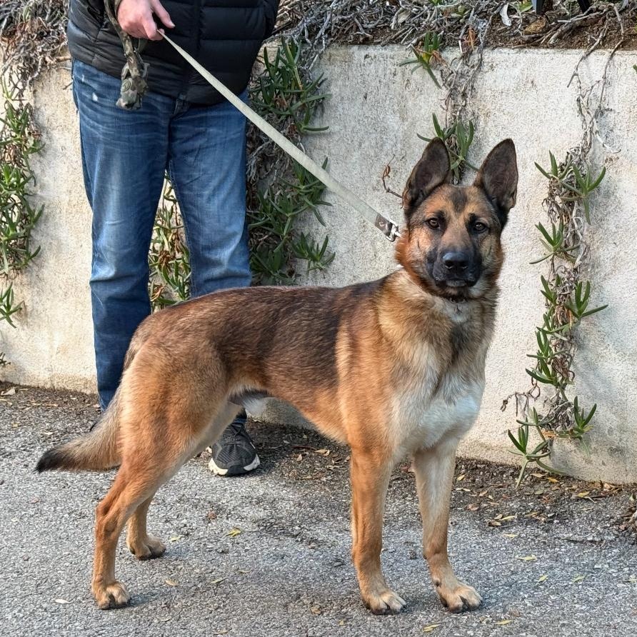 Enlarge Bear, a Adoptable Belgian Shepherd / Malinois in Tarzana, CA image 4/4