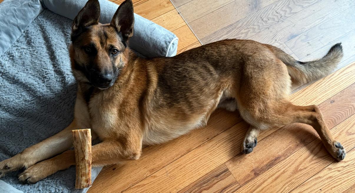 Bear, Adoptable, Adult Male Belgian Shepherd / Malinois.