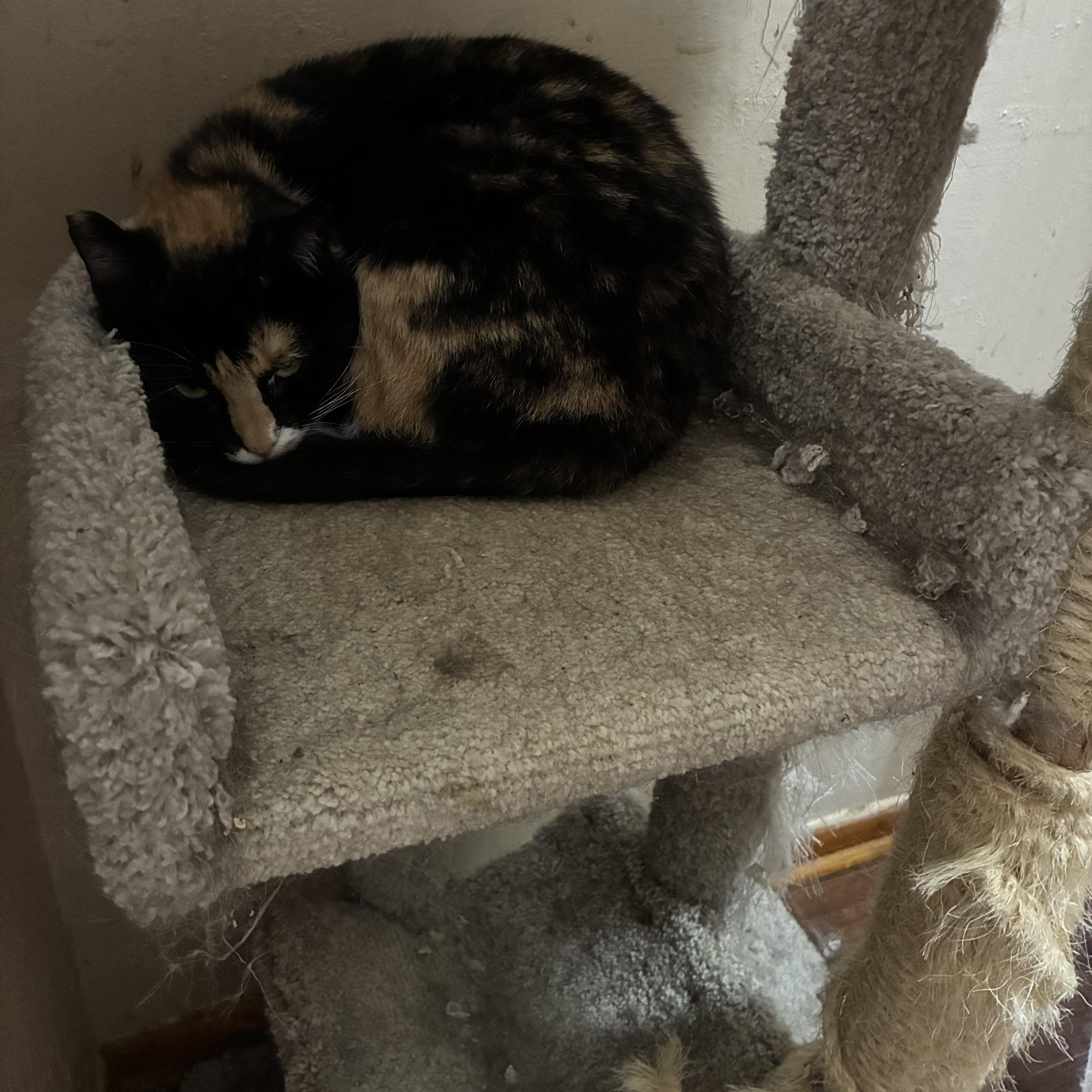Misfit, ADOPTABLE, Adult Female Domestic Short Hair & Calico.