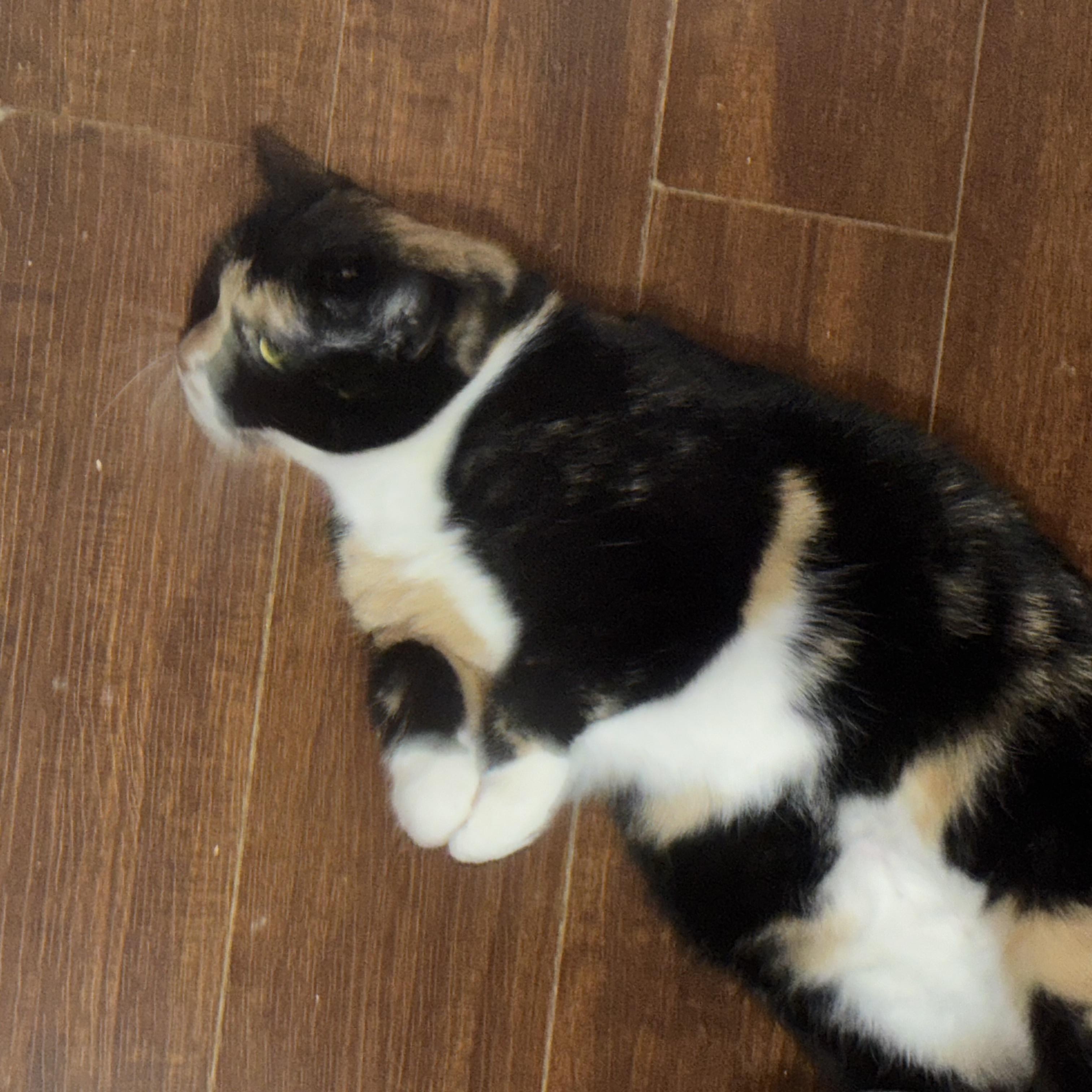 Misfit, a ADOPTABLE mixed breed in Stahlstown, PA image 2/3