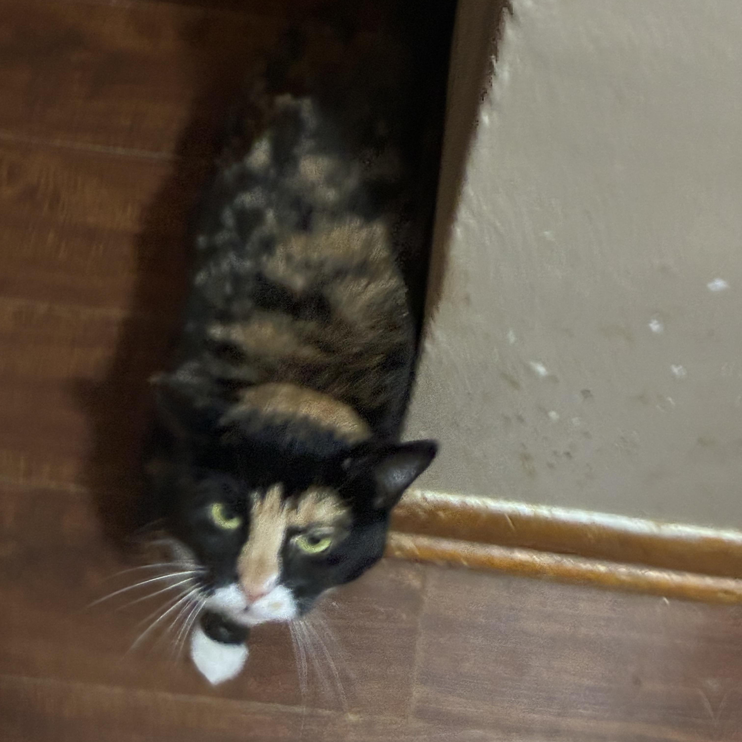 Misfit, a ADOPTABLE mixed breed in Stahlstown, PA image 3/3