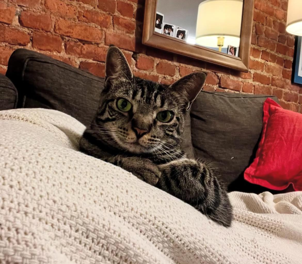 Eliot, Young Female Domestic Short Hair
