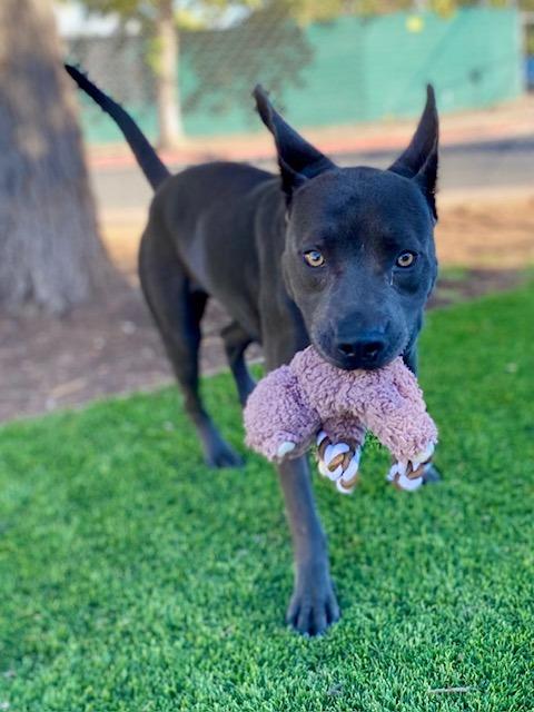 Enlarge Lightning, a Adoptable mixed breed in Chico, CA image 1/4