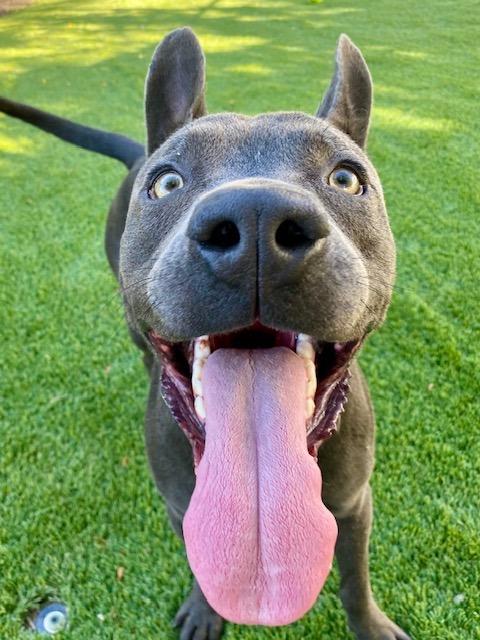 Enlarge Lightning, a Adoptable mixed breed in Chico, CA image 2/4