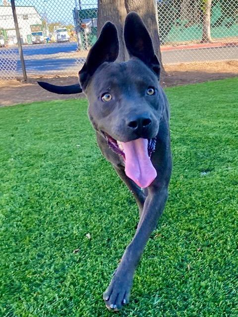 Enlarge Lightning, a Adoptable mixed breed in Chico, CA image 4/4