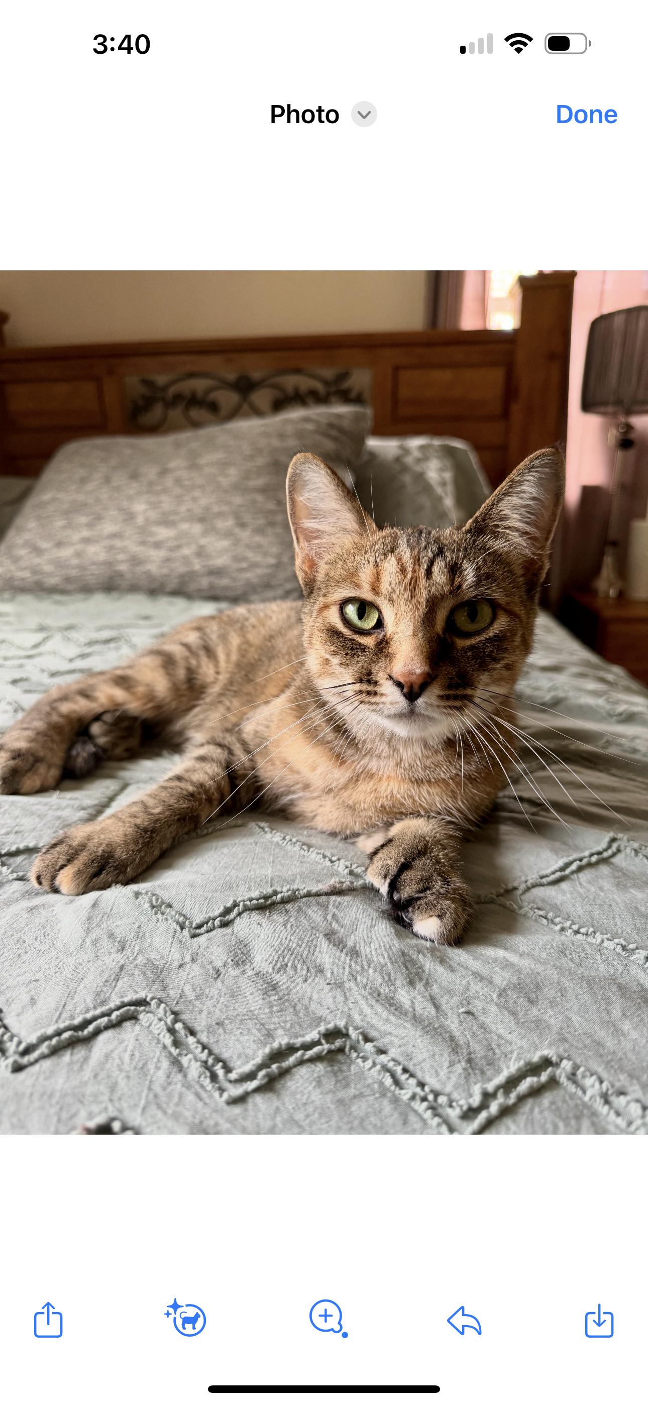 Winnie, Adoptable, Adult Female Domestic Short Hair.