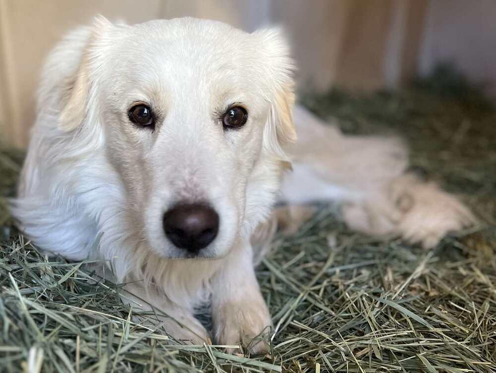 Larry, Adoptable, Adult Male Great Pyrenees.