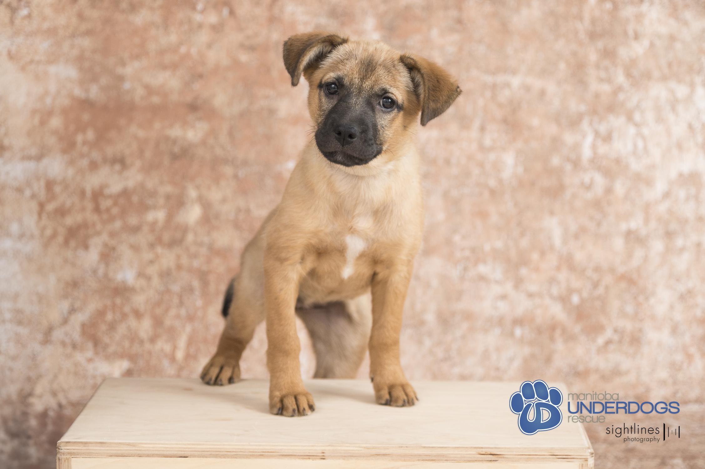 Toodles, an adoptable Shepherd, Labrador Retriever in Winnipeg, MB, R2M 2K2 | Photo Image 3