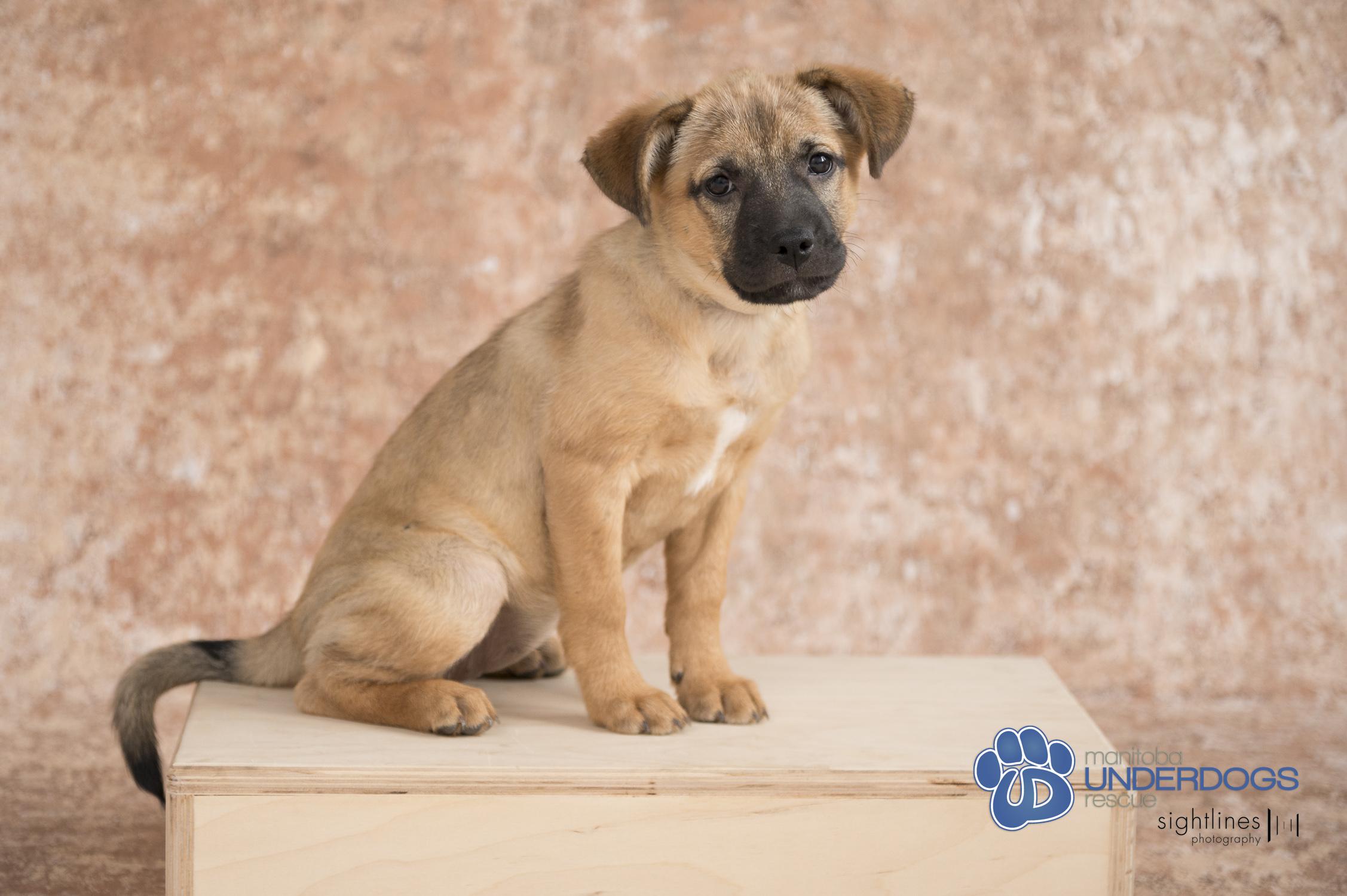 Toodles, an adoptable Shepherd, Labrador Retriever in Winnipeg, MB, R2M 2K2 | Photo Image 2
