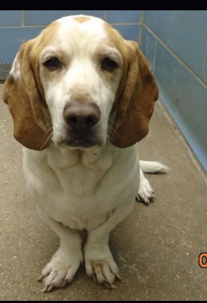 Enlarge Archie, a Adoptable Basset Hound in Grapevine, TX image 1/3