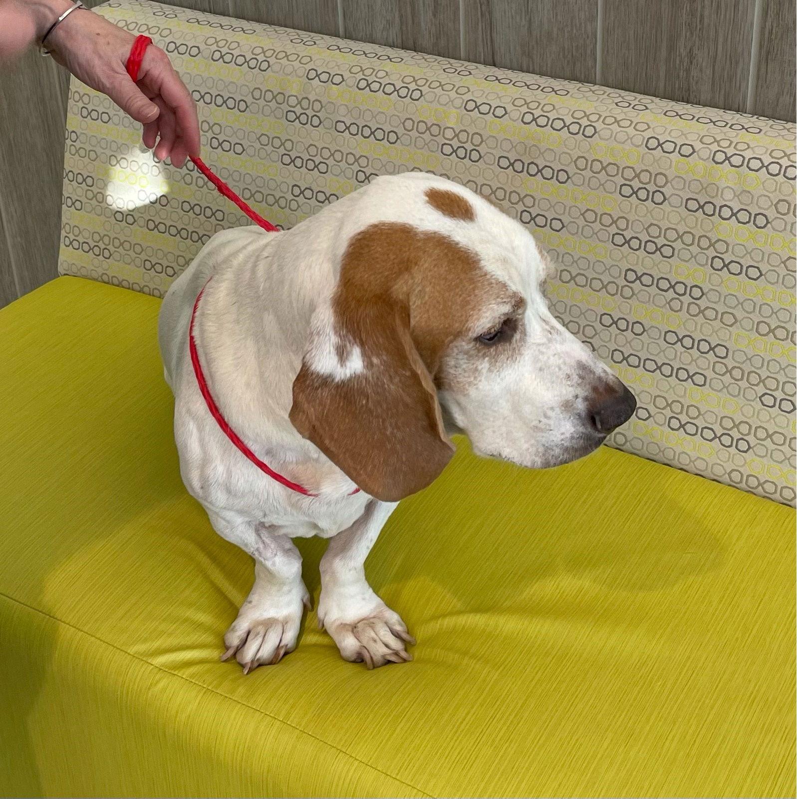 Enlarge Archie, a Adoptable Basset Hound in Grapevine, TX image 2/3