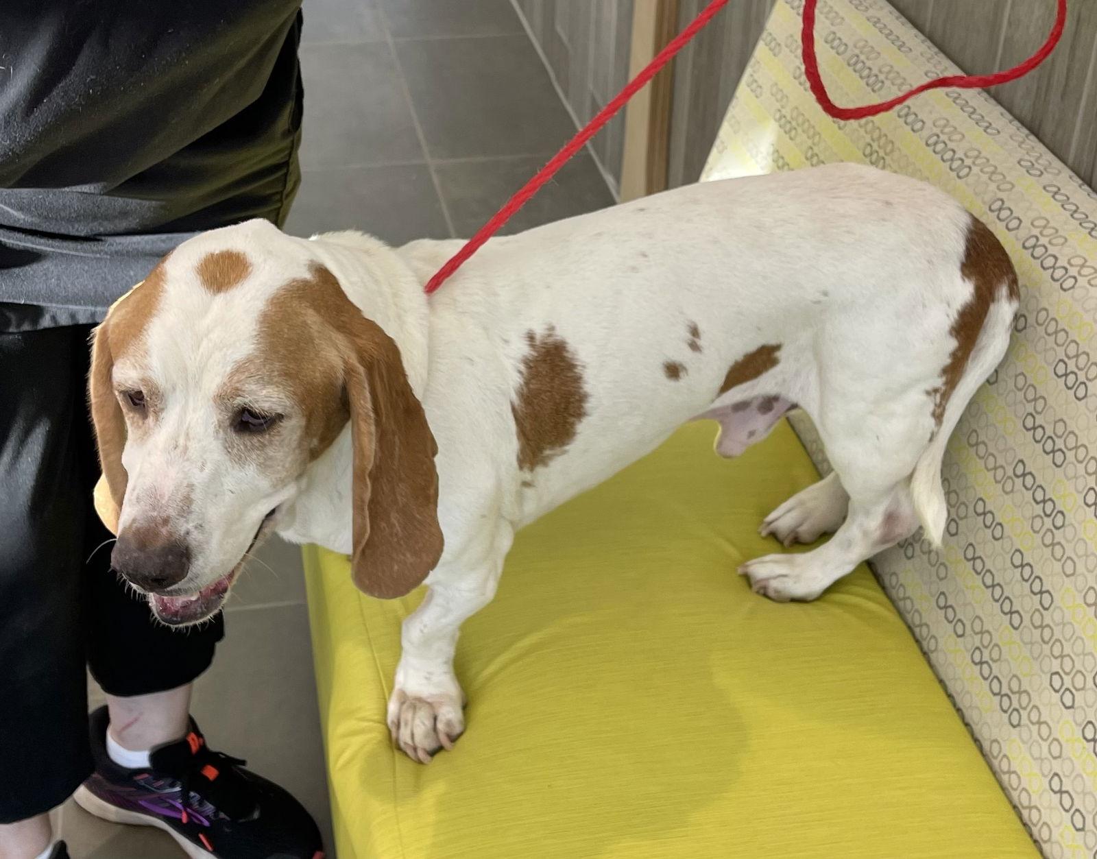 Enlarge Archie, a Adoptable Basset Hound in Grapevine, TX image 3/3