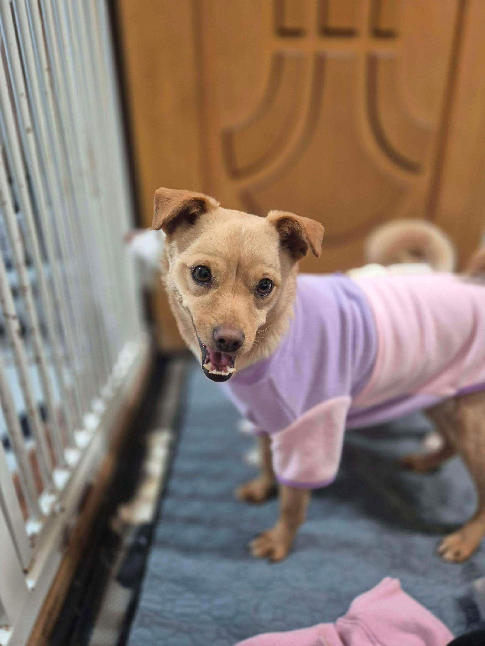 HAMO, a Adoptable mixed breed in Agoura Hills, CA image 1/2