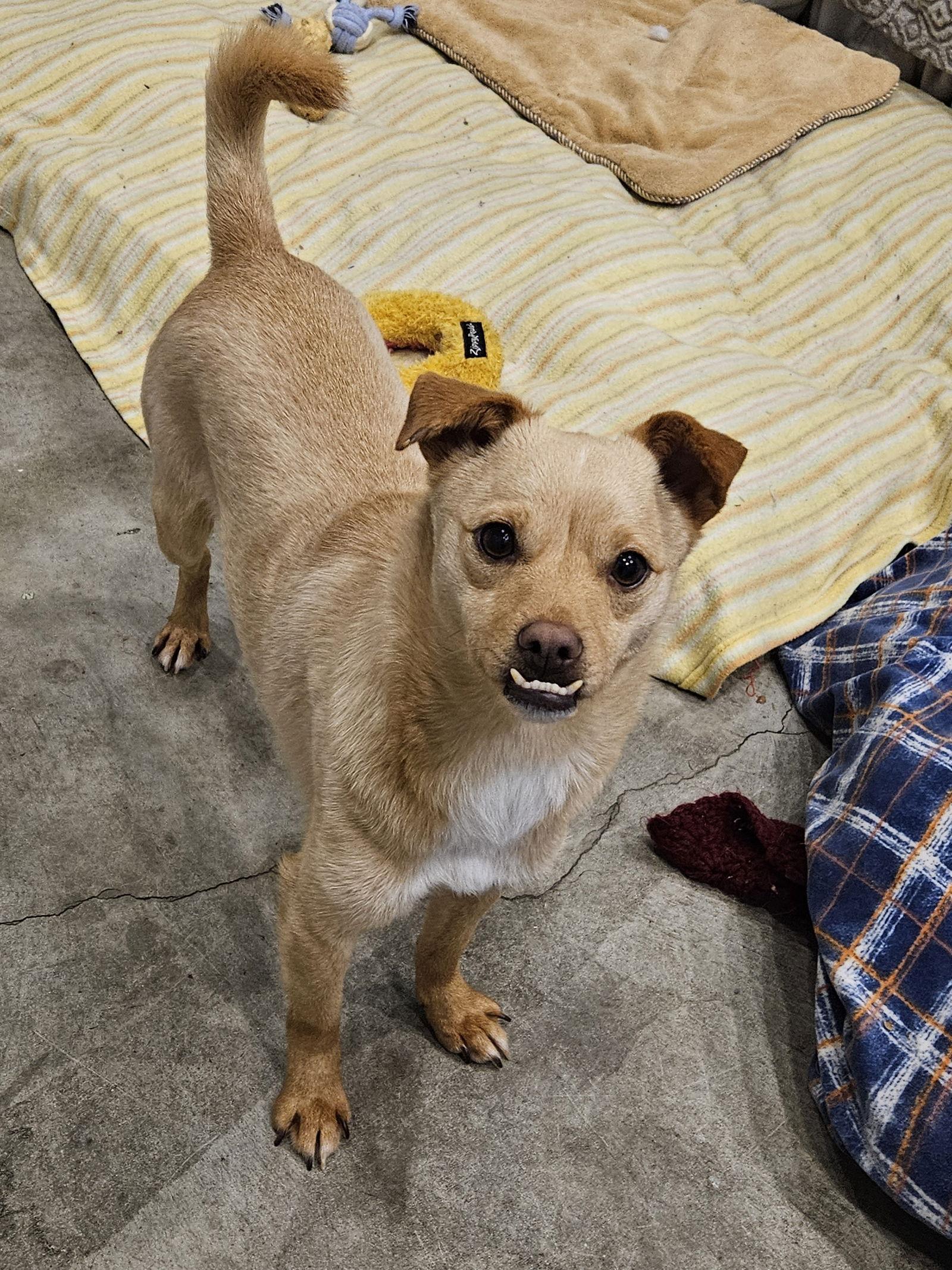 Enlarge HAMO, a Adoptable mixed breed in Agoura Hills, CA image 1/3