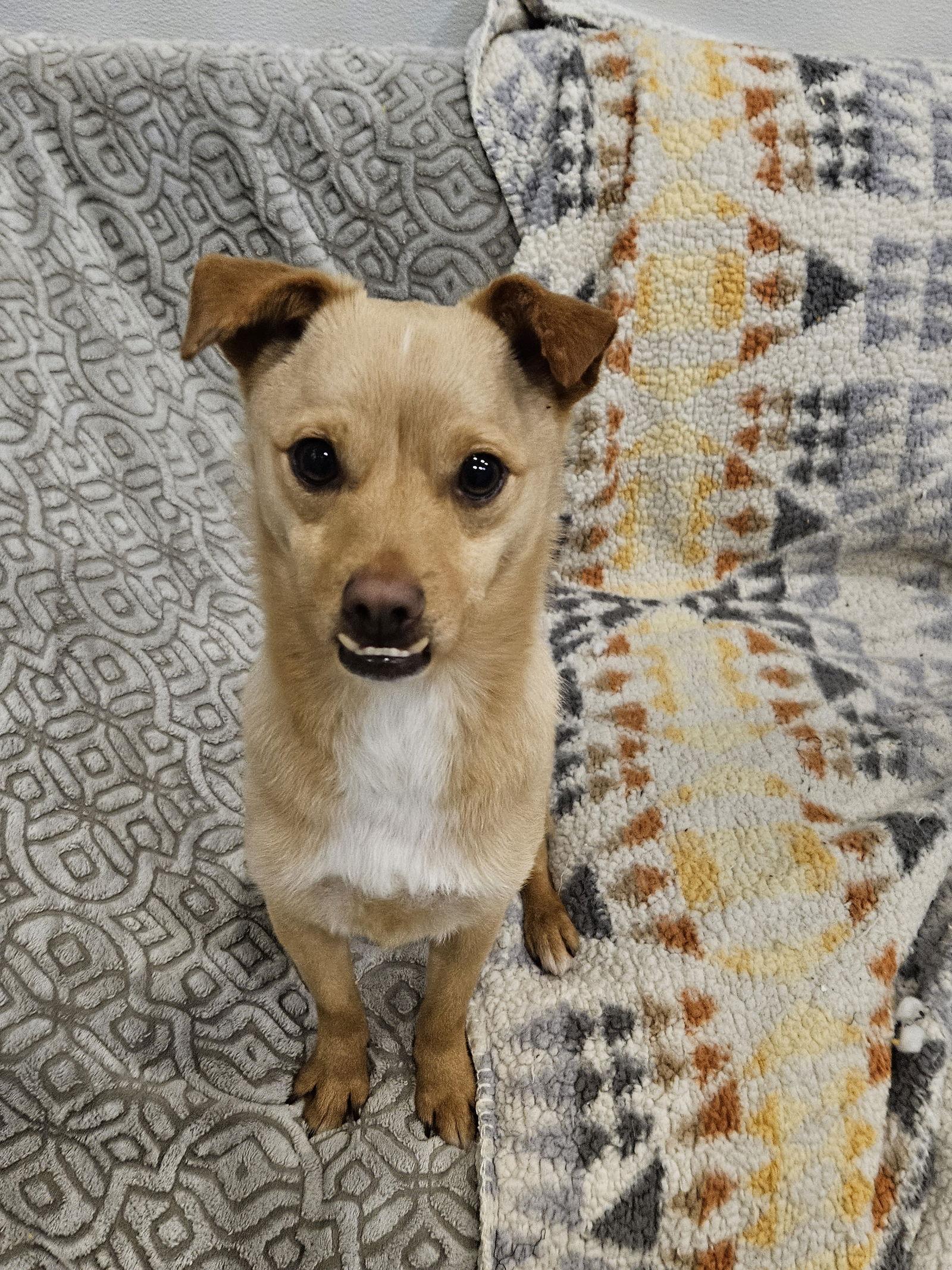 Enlarge HAMO, a Adoptable mixed breed in Agoura Hills, CA image 2/3