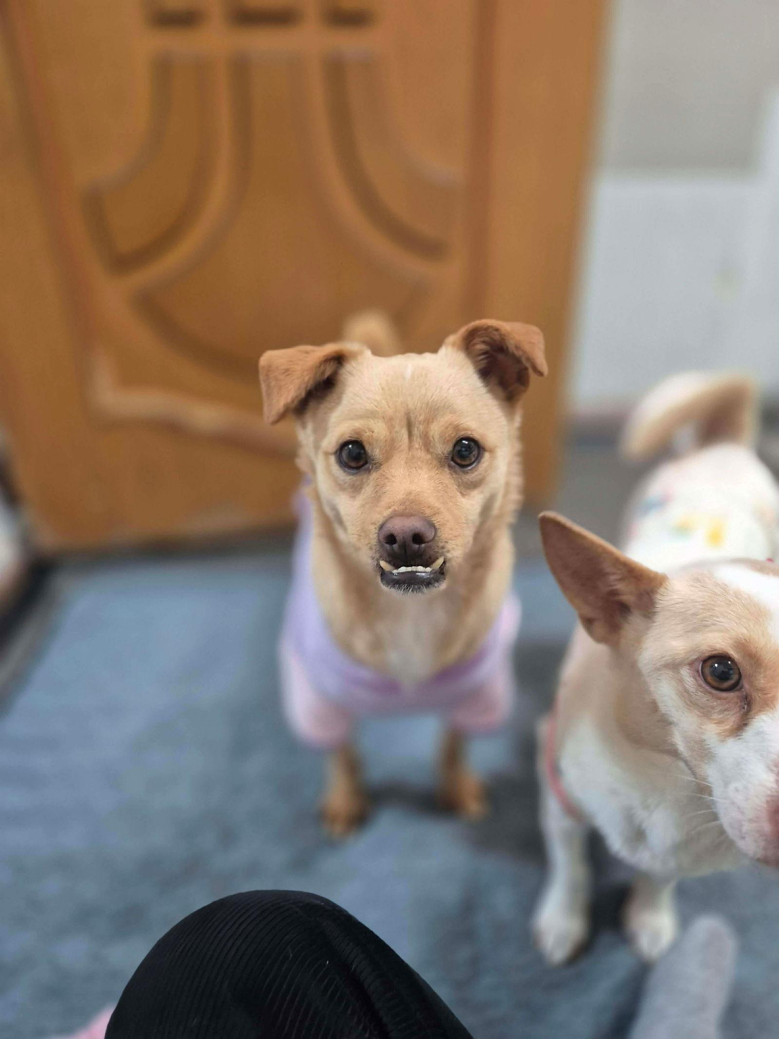 HAMO, a Adoptable mixed breed in Agoura Hills, CA image 2/2