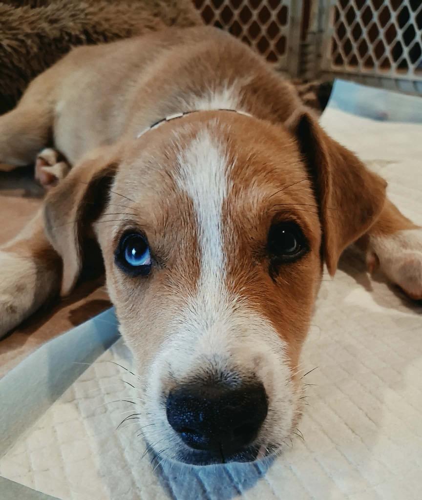 Ron, Adoptable, Puppy Male Australian Shepherd.