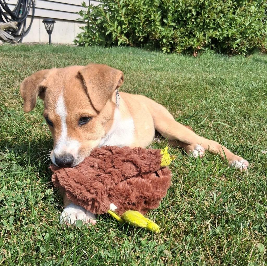 Ron, a Adoptable mixed breed in Bristol, WI image 2/6
