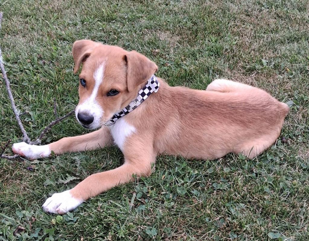Ron, a Adoptable mixed breed in Bristol, WI image 3/6