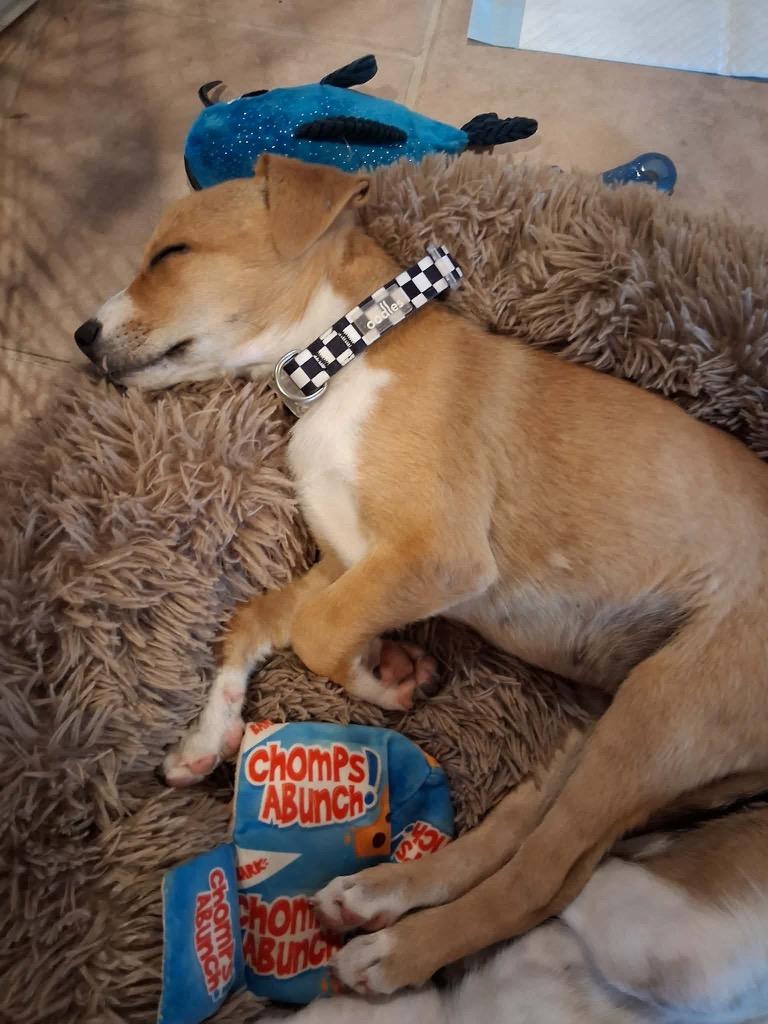Ron, a Adoptable mixed breed in Bristol, WI image 4/6