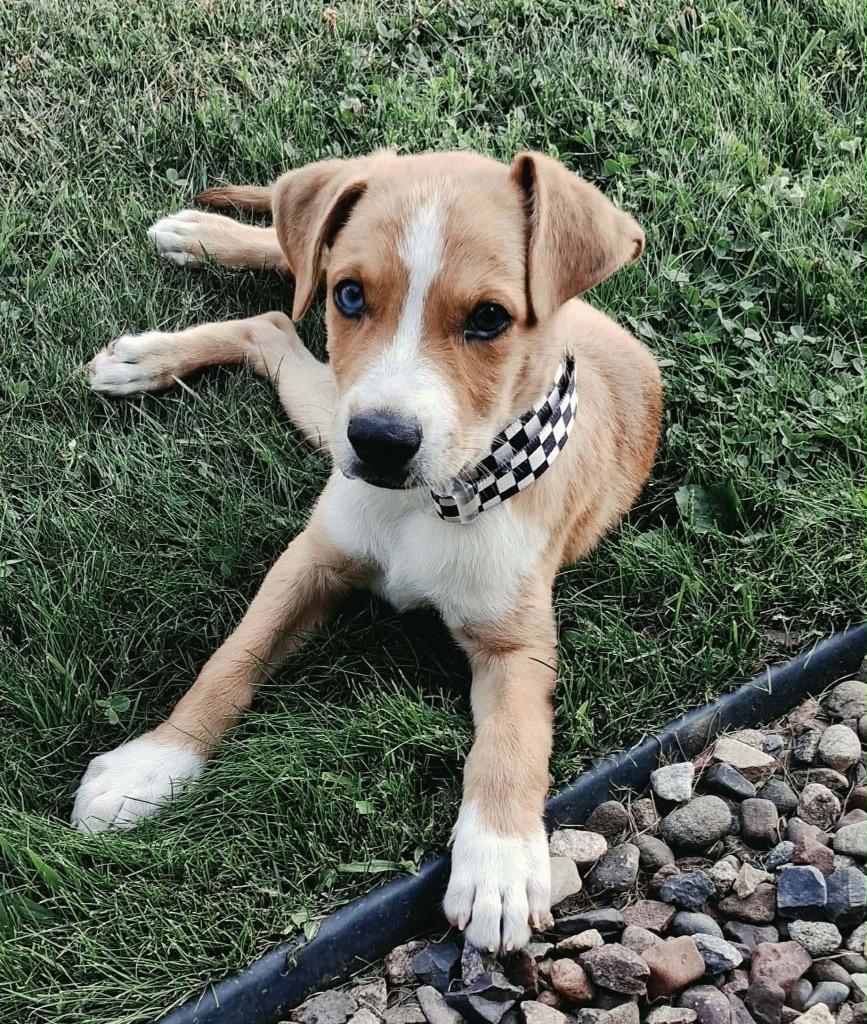 Ron, a Adoptable mixed breed in Bristol, WI image 5/6