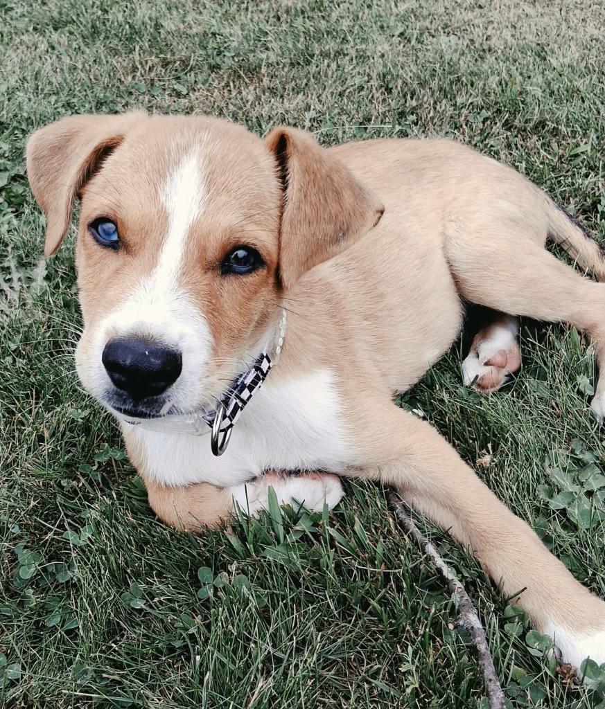 Ron, a Adoptable mixed breed in Bristol, WI image 6/6