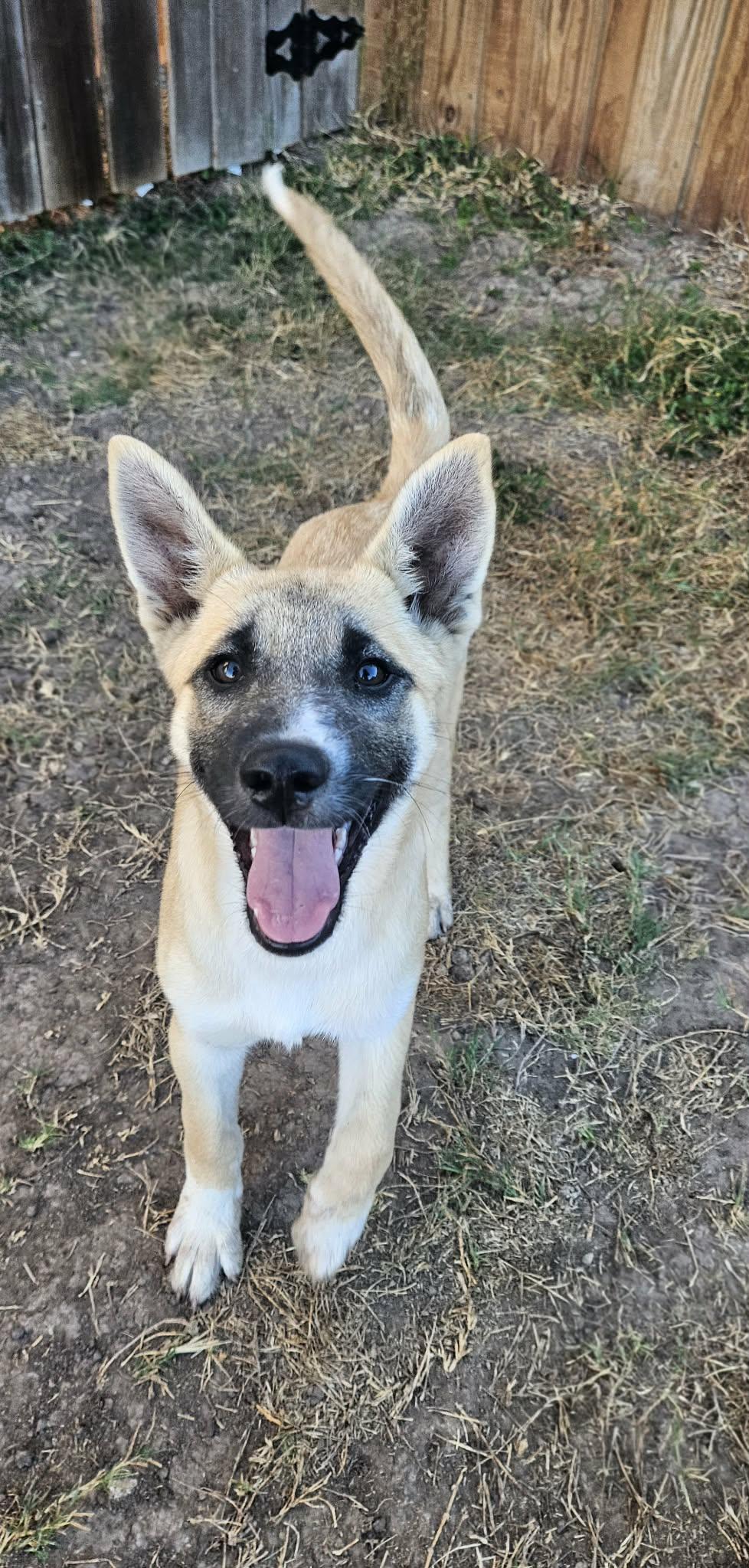 Daisy — thumbnail 5