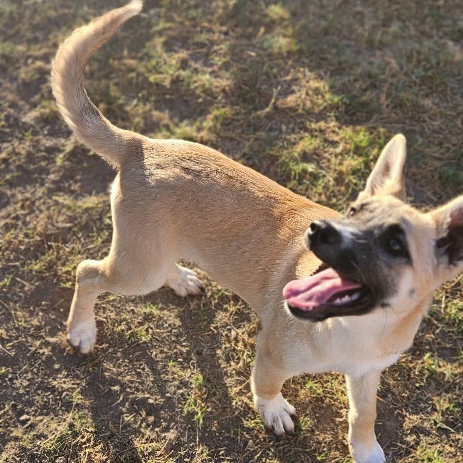 Daisy — thumbnail 6