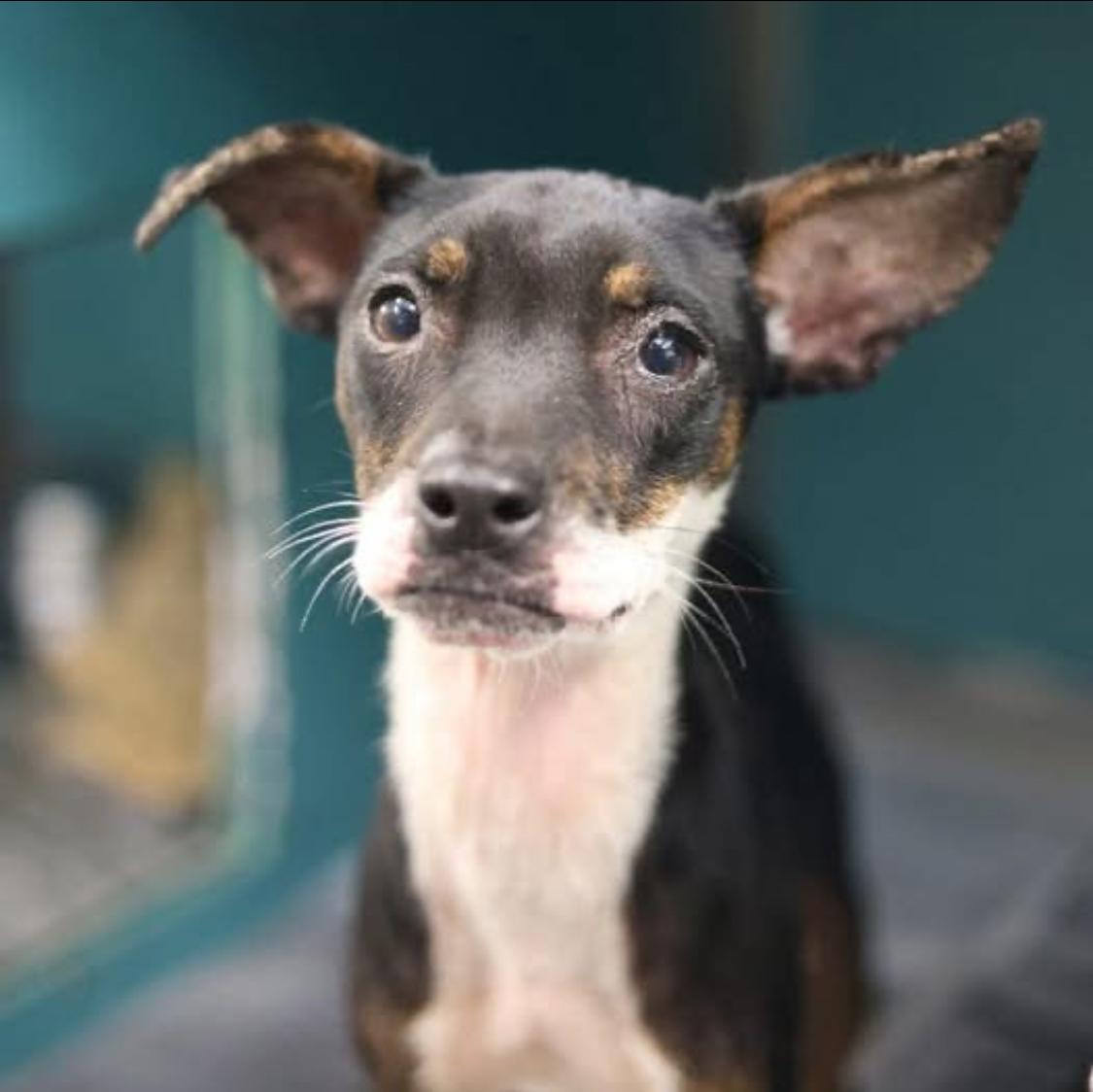 Mikayla, Adoptable, Young Female Rat Terrier.