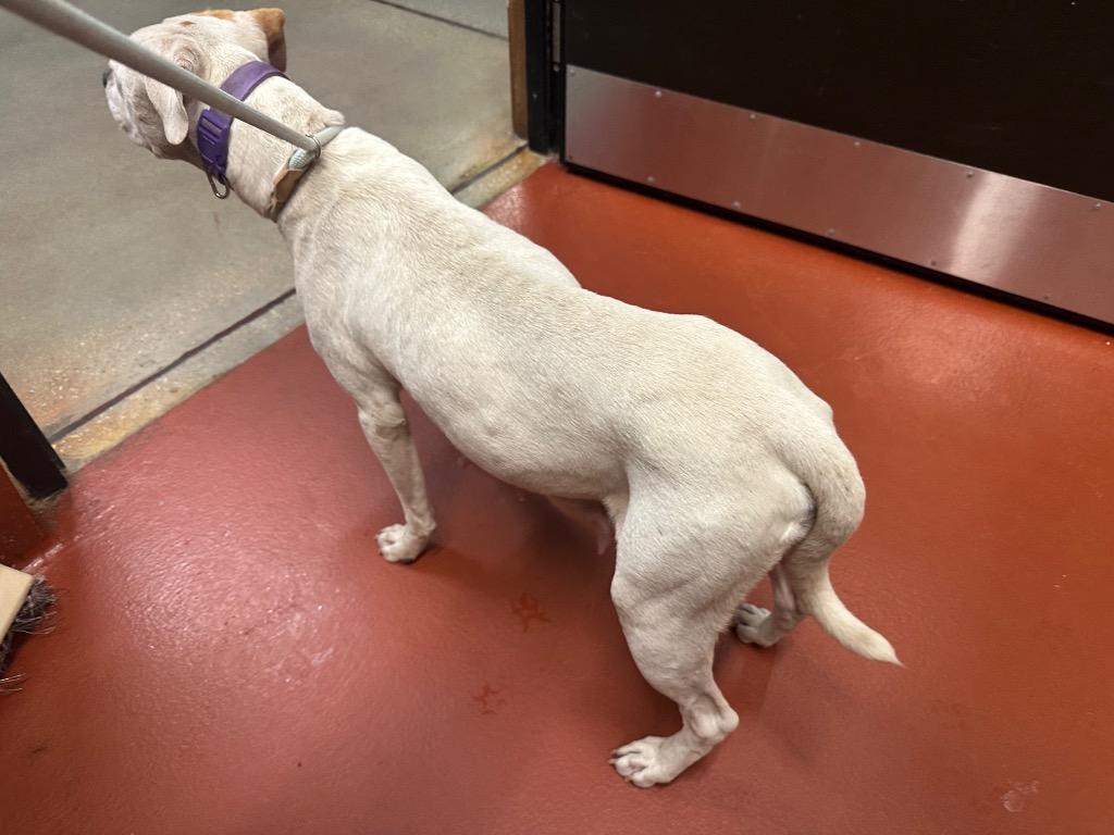 Enlarge Blanca, a Adoptable mixed breed in Douglasville, GA image 1/6