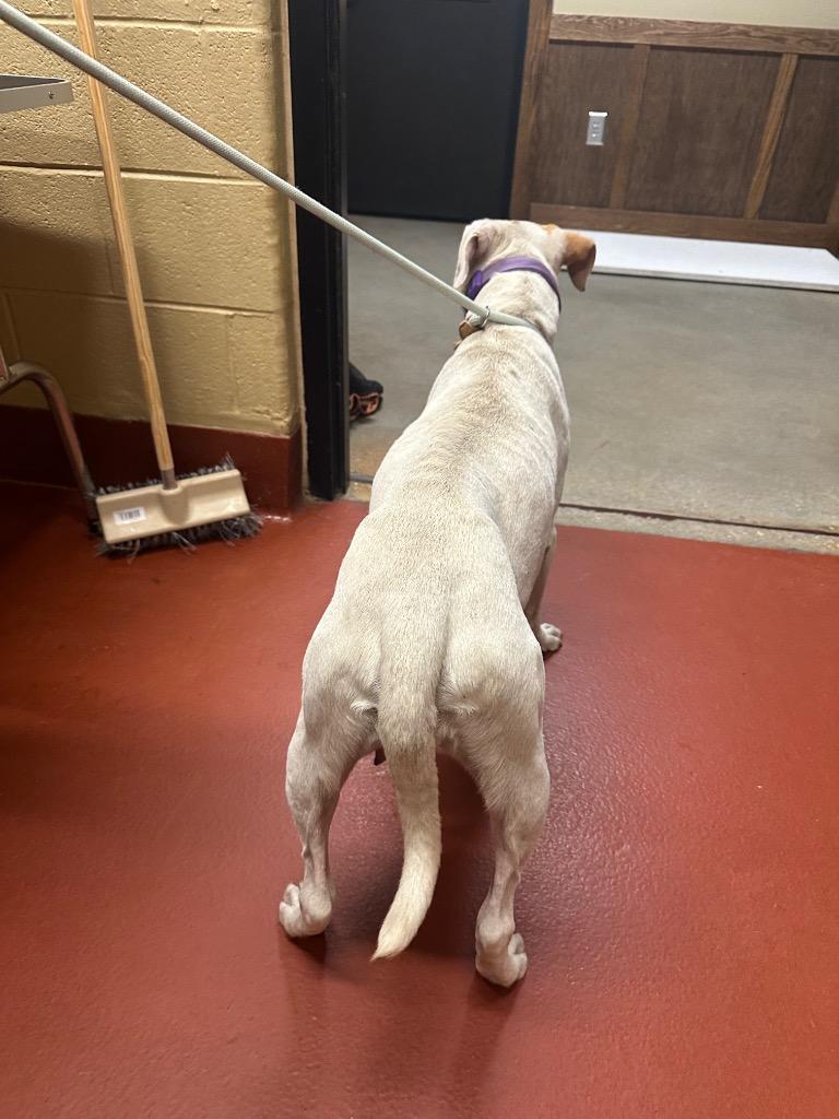 Enlarge Blanca, a Adoptable mixed breed in Douglasville, GA image 1/6