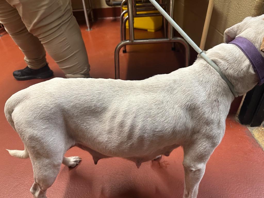 Enlarge Blanca, a Adoptable mixed breed in Douglasville, GA image 2/6